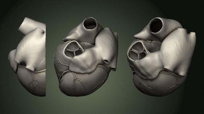 Anatomy of skeletons and skulls (ANTM_1463) 3D model for CNC machine