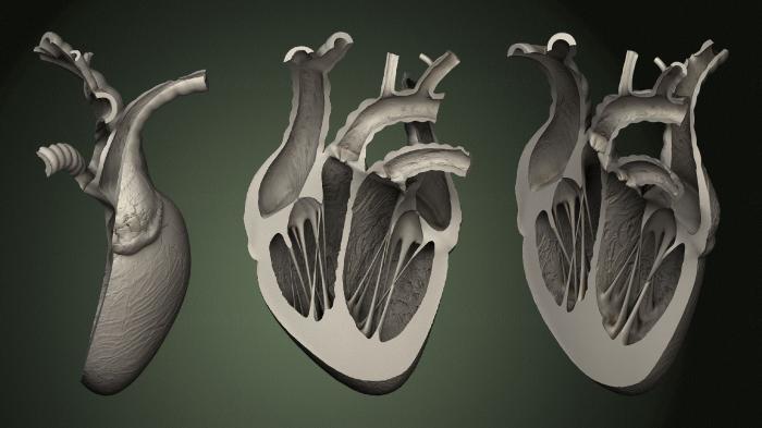 Anatomy of skeletons and skulls (ANTM_1464) 3D model for CNC machine