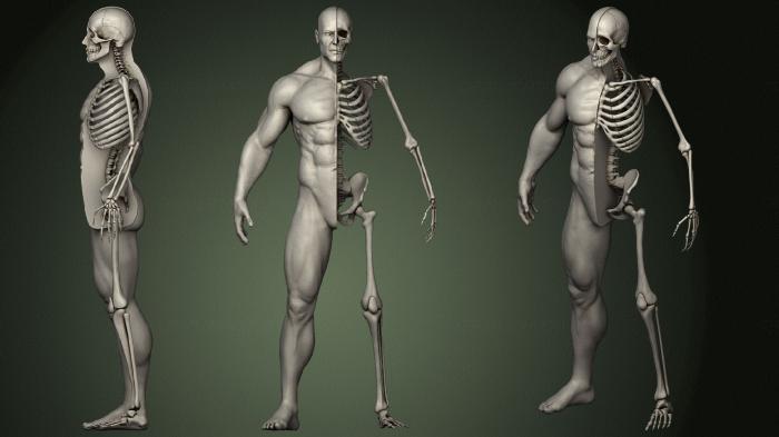 Anatomy of skeletons and skulls (ANTM_1469) 3D model for CNC machine