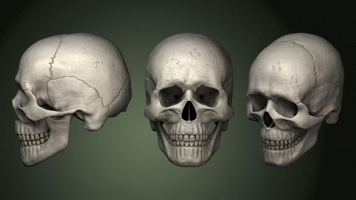 Anatomy of skeletons and skulls (ANTM_1470) 3D model for CNC machine