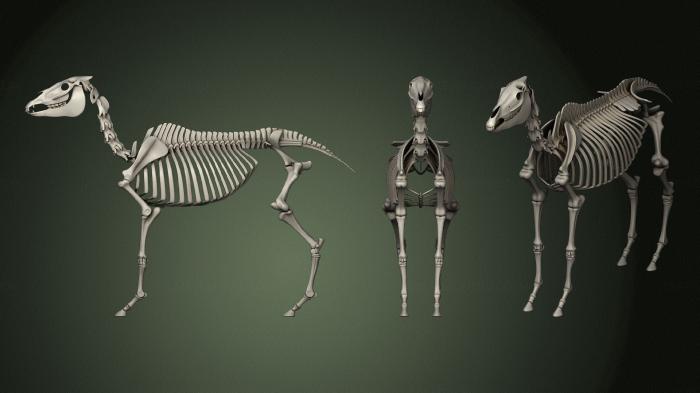Anatomy of skeletons and skulls (ANTM_1473) 3D model for CNC machine