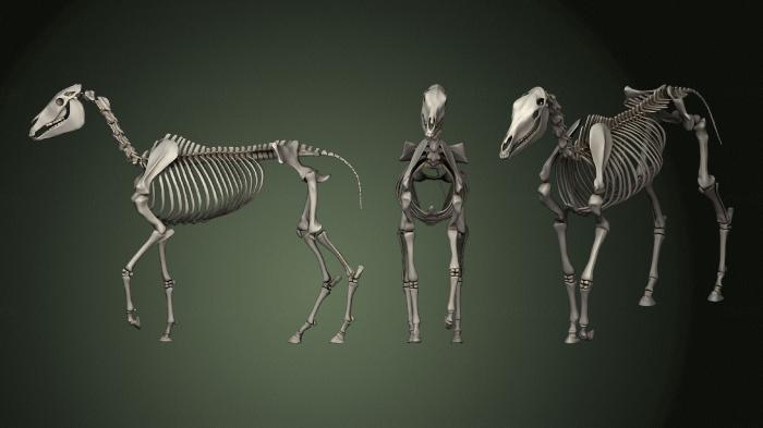 Anatomy of skeletons and skulls (ANTM_1474) 3D model for CNC machine