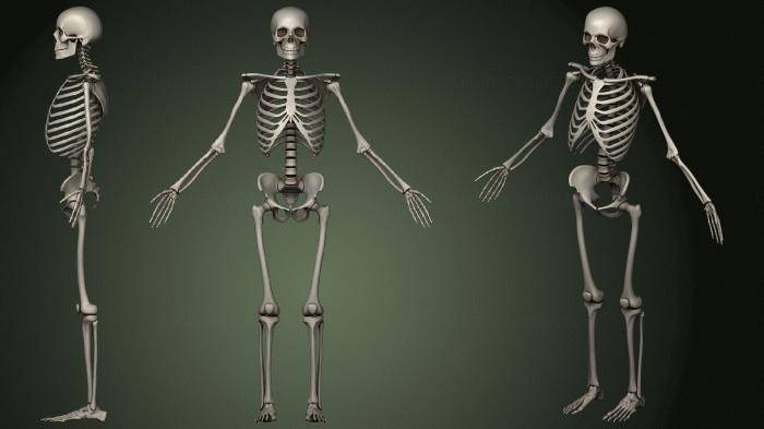 Anatomy of skeletons and skulls (ANTM_1477) 3D model for CNC machine