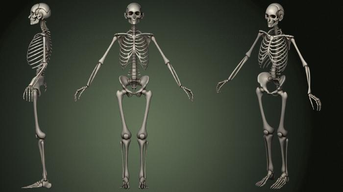 Anatomy of skeletons and skulls (ANTM_1483) 3D model for CNC machine