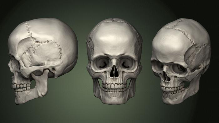 Anatomy of skeletons and skulls (ANTM_1486) 3D model for CNC machine