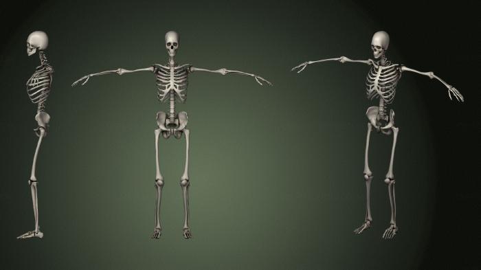 Anatomy of skeletons and skulls (ANTM_1489) 3D model for CNC machine