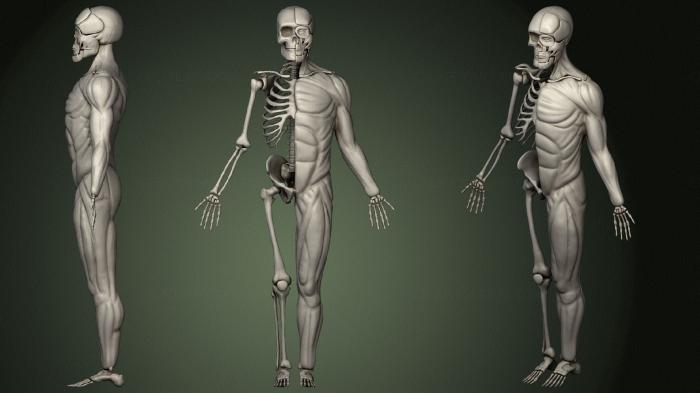 Anatomy of skeletons and skulls (ANTM_1491) 3D model for CNC machine