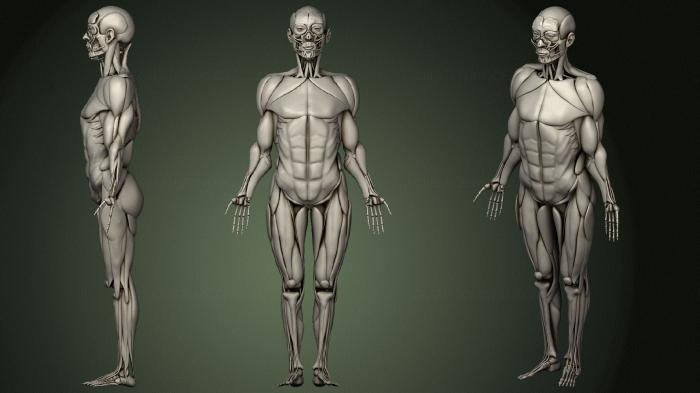 Anatomy of skeletons and skulls (ANTM_1492) 3D model for CNC machine
