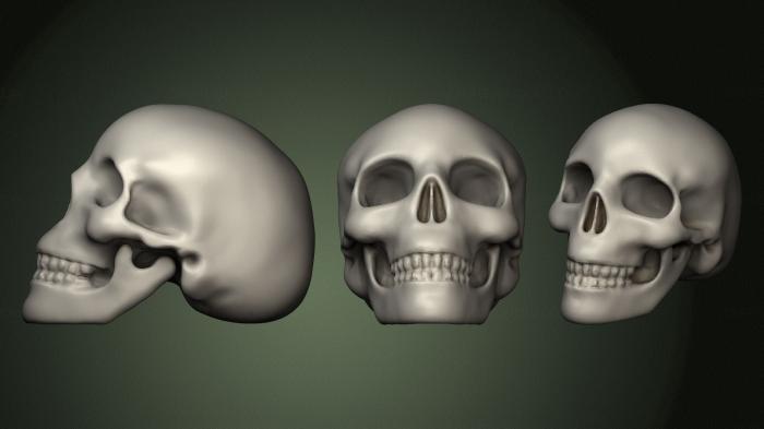 Anatomy of skeletons and skulls (ANTM_1494) 3D model for CNC machine