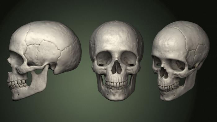 Anatomy of skeletons and skulls (ANTM_1495) 3D model for CNC machine