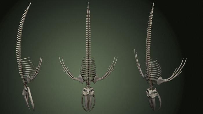Anatomy of skeletons and skulls (ANTM_1500) 3D model for CNC machine