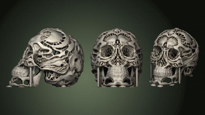 Anatomy of skeletons and skulls (ANTM_1501) 3D model for CNC machine