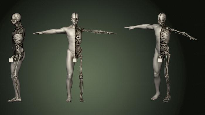 Anatomy of skeletons and skulls (ANTM_1510) 3D model for CNC machine