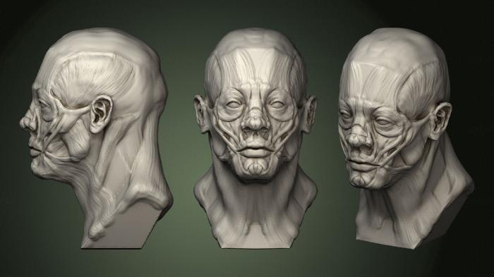 Anatomy of skeletons and skulls (ANTM_1517) 3D model for CNC machine