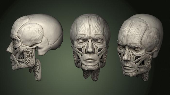 Anatomy of skeletons and skulls (ANTM_1518) 3D model for CNC machine