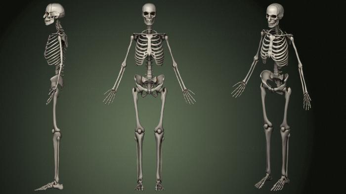 Anatomy of skeletons and skulls (ANTM_1542) 3D model for CNC machine