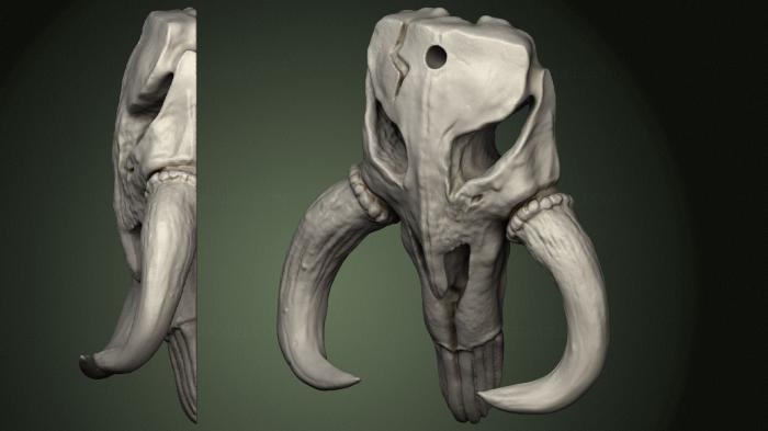 Anatomy of skeletons and skulls (ANTM_1550) 3D model for CNC machine