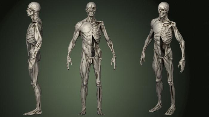 Anatomy of skeletons and skulls (ANTM_1554) 3D model for CNC machine