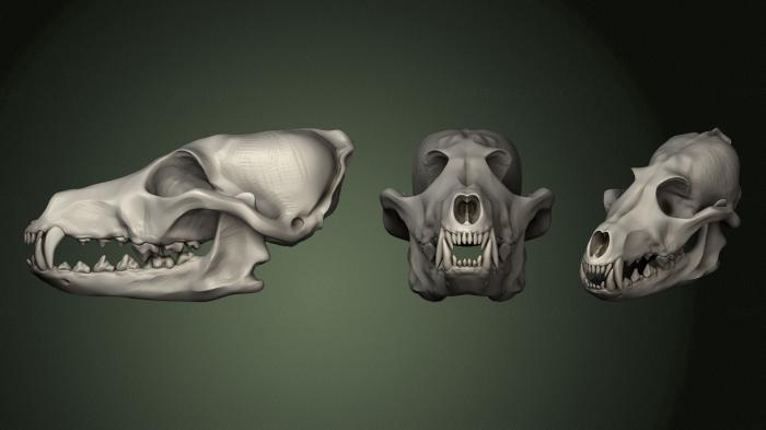 Anatomy of skeletons and skulls (ANTM_1563) 3D model for CNC machine