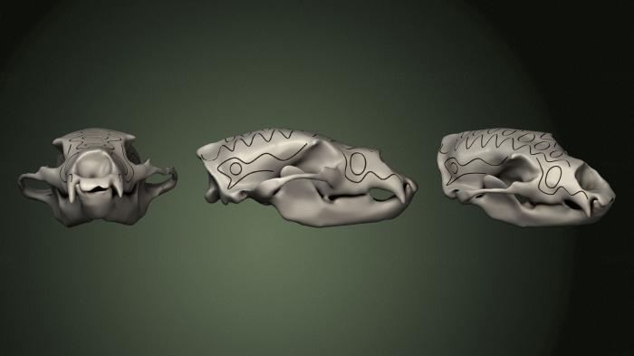 Anatomy of skeletons and skulls (ANTM_1568) 3D model for CNC machine