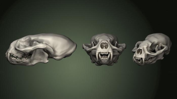 Anatomy of skeletons and skulls (ANTM_1569) 3D model for CNC machine