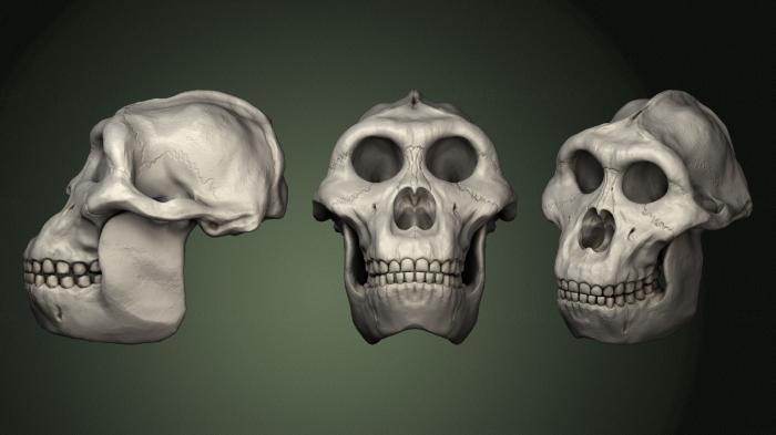 Anatomy of skeletons and skulls (ANTM_1571) 3D model for CNC machine