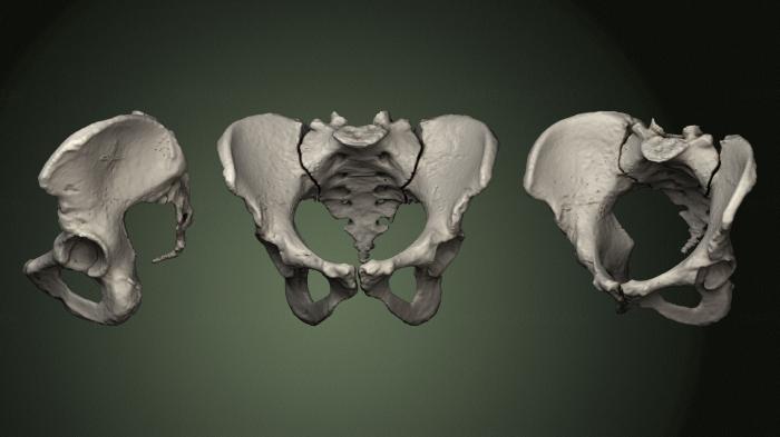Anatomy of skeletons and skulls (ANTM_1573) 3D model for CNC machine