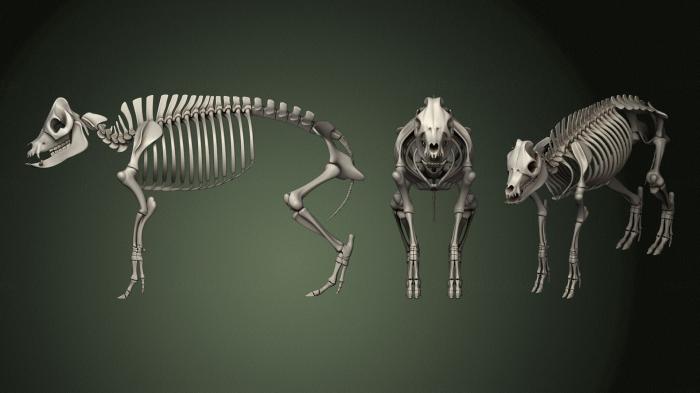 Anatomy of skeletons and skulls (ANTM_1575) 3D model for CNC machine