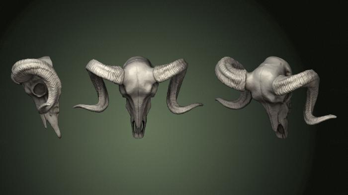 Anatomy of skeletons and skulls (ANTM_1585) 3D model for CNC machine