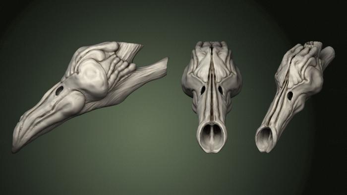 Anatomy of skeletons and skulls (ANTM_1586) 3D model for CNC machine
