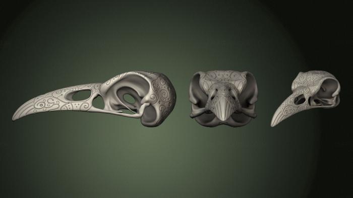 Anatomy of skeletons and skulls (ANTM_1587) 3D model for CNC machine