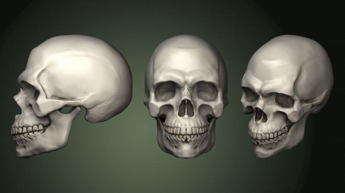 Anatomy of skeletons and skulls (ANTM_1590) 3D model for CNC machine