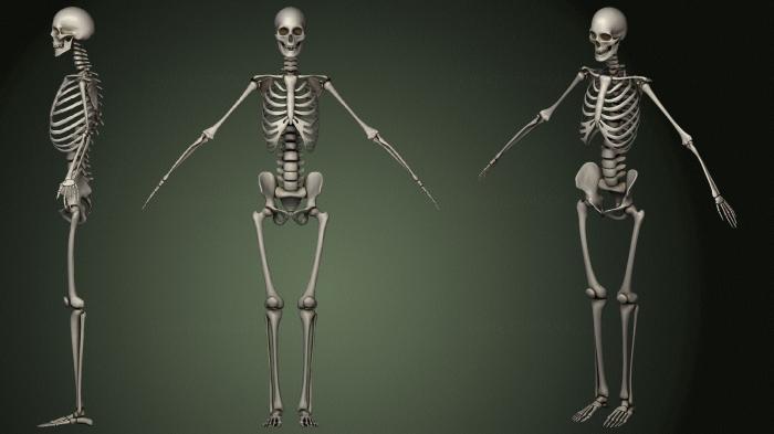 Anatomy of skeletons and skulls (ANTM_1592) 3D model for CNC machine