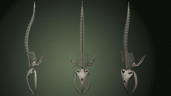 Anatomy of skeletons and skulls (ANTM_1593) 3D model for CNC machine