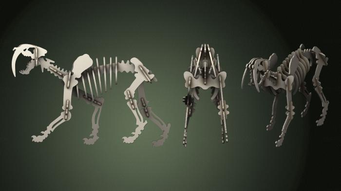 Anatomy of skeletons and skulls (ANTM_1599) 3D model for CNC machine