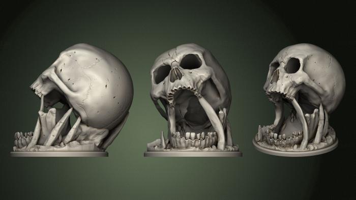 Anatomy of skeletons and skulls (ANTM_1604) 3D model for CNC machine
