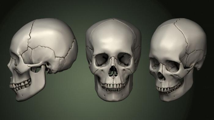 Anatomy of skeletons and skulls (ANTM_1605) 3D model for CNC machine