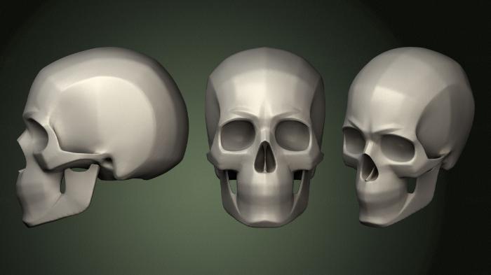 Anatomy of skeletons and skulls (ANTM_1612) 3D model for CNC machine