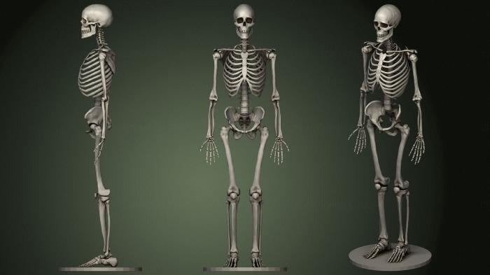 Anatomy of skeletons and skulls (ANTM_1615) 3D model for CNC machine