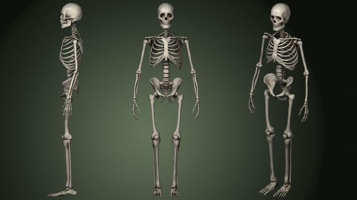Anatomy of skeletons and skulls (ANTM_1616) 3D model for CNC machine