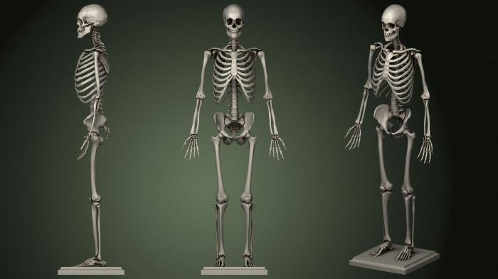 Anatomy of skeletons and skulls (ANTM_1620) 3D model for CNC machine