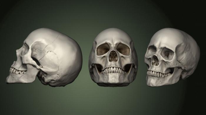 Anatomy of skeletons and skulls (ANTM_1632) 3D model for CNC machine
