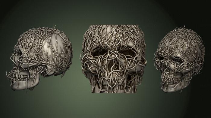 Anatomy of skeletons and skulls (ANTM_1633) 3D model for CNC machine