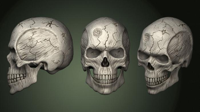 Anatomy of skeletons and skulls (ANTM_1634) 3D model for CNC machine