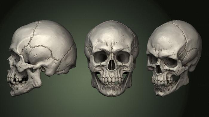 Anatomy of skeletons and skulls (ANTM_1635) 3D model for CNC machine