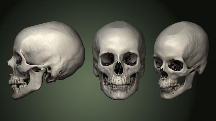 Anatomy of skeletons and skulls (ANTM_1639) 3D model for CNC machine