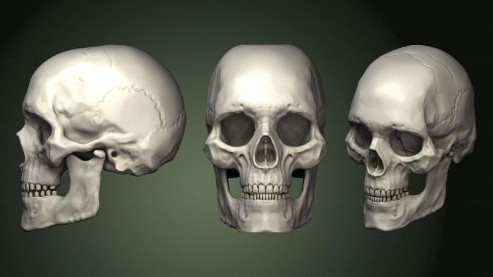 Anatomy of skeletons and skulls (ANTM_1641) 3D model for CNC machine