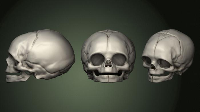 Anatomy of skeletons and skulls (ANTM_1645) 3D model for CNC machine
