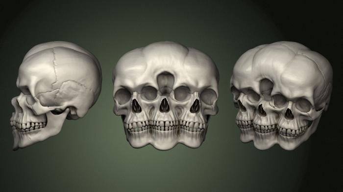 Anatomy of skeletons and skulls (ANTM_1653) 3D model for CNC machine