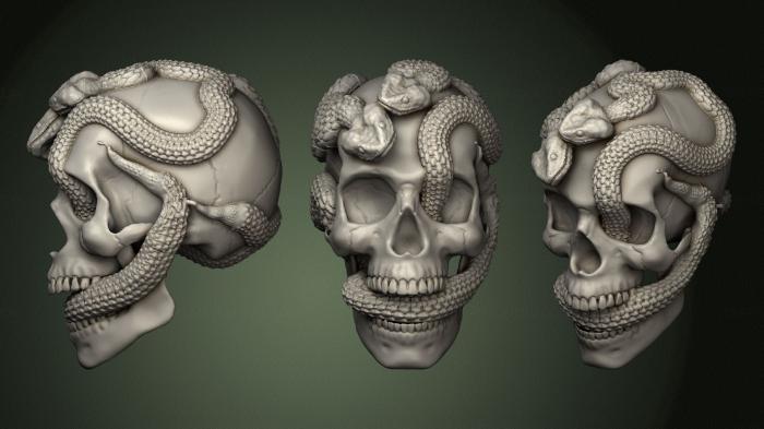 Anatomy of skeletons and skulls (ANTM_1657) 3D model for CNC machine